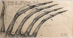 Alien III Face Hugger Fig. B — Drawing 102