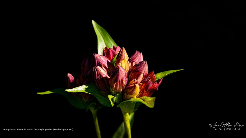The species is hermaphrodite (has both male and female organs) and is pollinated by Bumblebees and butterflies. Flowers from July to August.
Grows up to 0.6 m (2ft) in meadows, pastures and the grassy bottoms of mountain corries, sometimes in scrub and thin conifer woodland, usually on lime-free soils. Prefers moist, but well-drained soil. It can grow in semi-shade (light woodland) or no shade.
EUROPE: Norway, Austria, Switzerland, Germany, Italy, France Flower in bud of the purple gentian against a black background