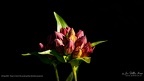 Flower in bud of the purple gentian (Gentiana purpurea)