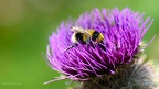 Ant watching bee