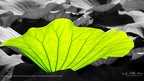 Leaf of lotus flower (Botanic garden 'Gardens of Trauttmansdorff