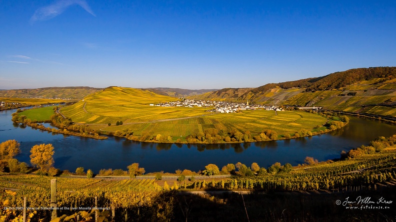 The village Trittenheim located along the river Moselle and surrounded by vineyards. View on the village Trittenheim and the yellow colouring vineyards at a big bend in the river Moselle during autumn