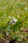 Edelweiss (Leontopodium alpinum) on alpine meadow at 2230 meters high