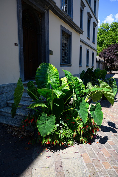 Église Saint-Théodule de Sion - GFK-20220810-Z9-1495.jpg Switzerland-Valais-Sion