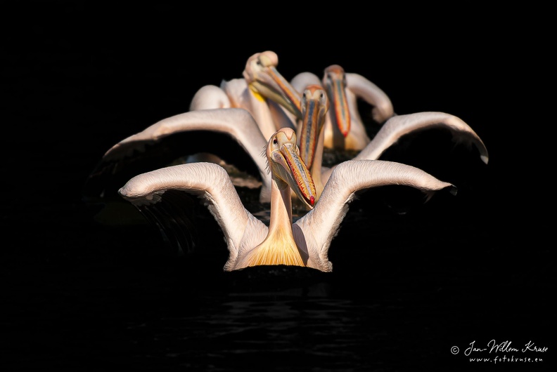 Rosy pelicans (Pelecanus onocrotalus) swimming in formation - GFK-20070327-D200-7318rosy-pelican-swimming-formation-wings-up.jpg Pelicans swimming in formation with wings up