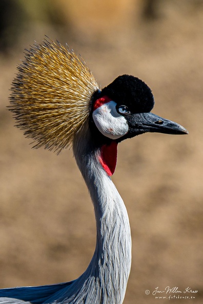 The grey crowned crane (Balearica regulorum) is a bird in the crane family, Gruidae. It is found in eastern and southern Africa, and is the national bird of Uganda. Portrait of grey crowned crane in the sun