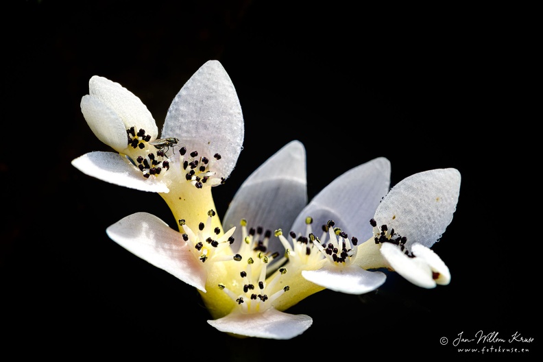 Aponogeton distachyos or Aponogeton distachyum, also known as waterblommetjie (lit. trans. water-floret), Cape-pondweed, water hawthorn, vleikos and Cape pond weed is an aquatic flowering plant. Flower of the cape pond weed