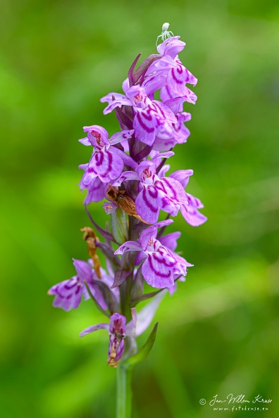 Dactylorhiza majalis subsp. praetermissa grows to 70 cm tall, with leaves generally unspotted. The flowers, appearing from end of May to July, are various shades of pink with variable markings.
This orchid loves chalky, damp soil and is found close to water, in damp alkaline meadows, by ponds, lakes or reservoirs and in dune slacks. It can tolerate much drier meadows. During the winter the plant persists in bulb form. Dactylorhiza are very cold-resistant orchids. The Dactylorhiza plants emerge as of April and spread their foliage during spring.
It is native to northern and central Europe (Britain, Denmark, Norway, Sweden, Germany, Netherlands, Belgium, France, Estonia and Latvia). It is also reportedly naturalized in Northern part of Italy and in parts of Canada (Ontario and Newfoundland). Pink flower of the southern marsh orchid