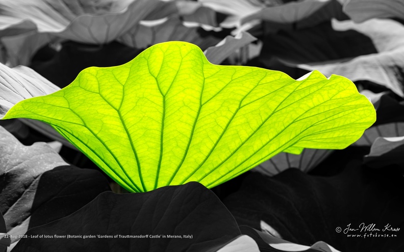 Lotus plants are adapted to grow in the flood plains of slow-moving rivers and delta areas. Stands of lotus drop hundreds of thousands of seeds every year to the bottom of the pond. While some sprout immediately, and most are eaten by wildlife, the remaining seeds can remain dormant for an extensive period of time as the pond silts in and dries out. During flood conditions, sediments containing these seeds are broken open, and the dormant seeds rehydrate and begin a new lotus colony.
Under favorable circumstances, the seeds of this aquatic perennial may remain viable for many years, with the oldest recorded lotus germination being from seeds 1,300 years old recovered from a dry lakebed in northeastern China. Therefore, the Chinese regard the plant as a symbol of longevity. Bright green lotus leaf against grey background
