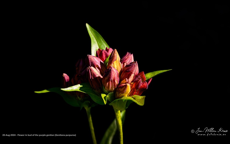 The species is hermaphrodite (has both male and female organs) and is pollinated by Bumblebees and butterflies. Flowers from July to August.
Grows up to 0.6 m (2ft) in meadows, pastures and the grassy bottoms of mountain corries, sometimes in scrub and thin conifer woodland, usually on lime-free soils. Prefers moist, but well-drained soil. It can grow in semi-shade (light woodland) or no shade.
EUROPE: Norway, Austria, Switzerland, Germany, Italy, France Flower in bud of the purple gentian against a black background