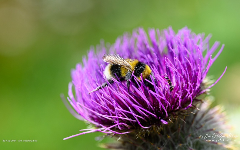 Ant watching bee - GFK-20240822-Z9-2721a-wallpaper-16_10.jpg Ant watching bee