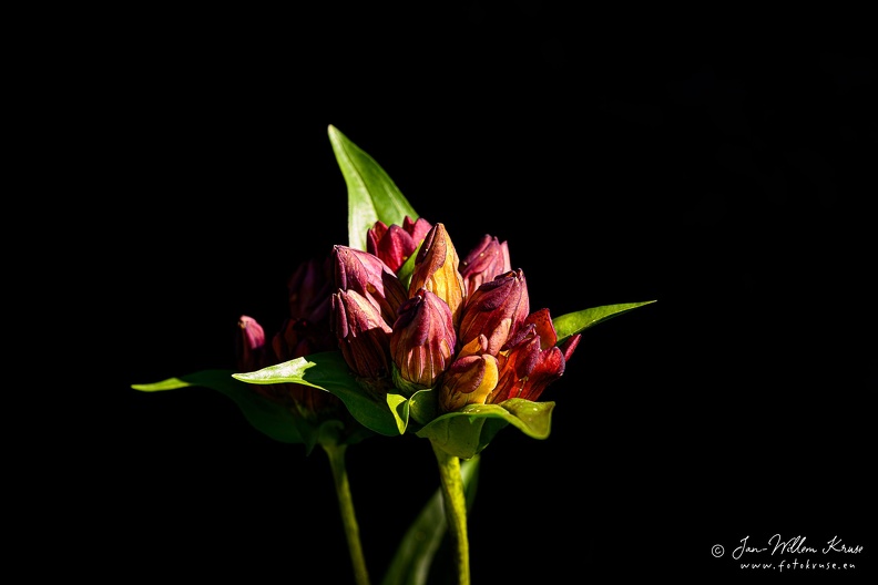 The species is hermaphrodite (has both male and female organs) and is pollinated by Bumblebees and butterflies. Flowers from July to August.
Grows up to 0.6 m (2ft) in meadows, pastures and the grassy bottoms of mountain corries, sometimes in scrub and thin conifer woodland, usually on lime-free soils. Prefers moist, but well-drained soil. It can grow in semi-shade (light woodland) or no shade.
EUROPE: Norway, Austria, Switzerland, Germany, Italy, France Flower in bud of the purple gentian against a black background