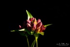 Flower in bud of the purple gentian (Gentiana purpurea)