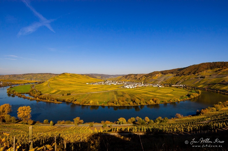 The village Trittenheim located along the river Moselle and surrounded by vineyards. View on the village Trittenheim and the yellow colouring vineyards at a big bend in the river Moselle during autumn