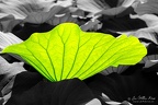 Leaf of lotus flower (Botanic garden 'Gardens of Trauttmansdorff Castle' in Merano, Italy)