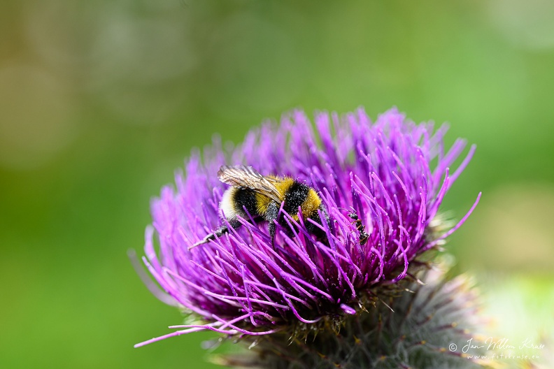 Ant watching bee - GFK-20240822-Z9-2721a.jpg Ant watching bee