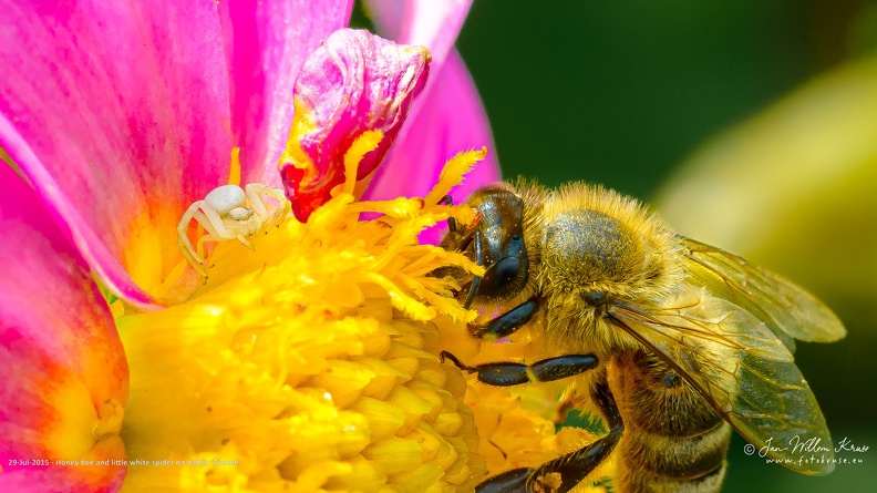 Honey bee and little white spider on dahlia 'Dionne' - GFK-20150729-D800-4091-wallpaper-16_9.jpg Honey bee and little white spider on yellow-pink dahlia 'Dionne'