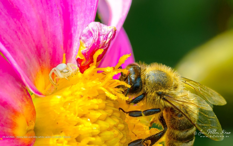 Honey bee and little white spider on dahlia 'Dionne' - GFK-20150729-D800-4091-wallpaper-16_10.jpg Honey bee and little white spider on yellow-pink dahlia 'Dionne'