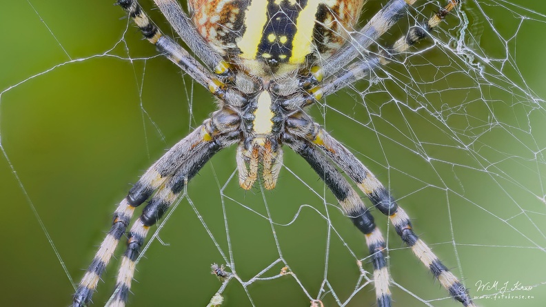 Argiope bruennichi (wasp spider) is distributed throughout Europe, north Africa, parts of Asia, the Azores archipelago, as well as North American states.
The spider species has a rather large distinction between males and females with males averaging length of approximately 4.5 mm and females averaging 15 mm.
The female spider shows striking yellow and black markings on its abdomen. This spider is not poisonous for us. The spider prefers to weave her web between grass at a height of 20 -30 cm.
When the spider catches her prey she wraps it very fast in silk. After a lethal bite with venom and protein dissolving enzymes she waits until the prey does not struggle anymore and sucks it empty or hangs the packet in her web to consume it later. Focus stacked close-up of head of Female wasp spider (Argiope bruennichi)