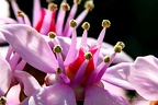 Macro
