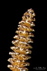 Common horsetail (Equisetum arvense), in Dutch: heermoes.