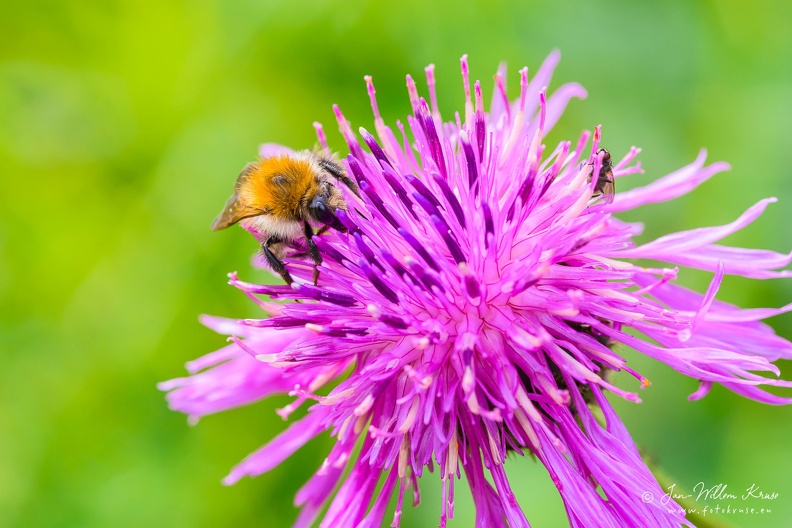 Bumblebee on a thistle - GFK-20140727-D800-8292.jpg Close-up of a bumblebee and a fly on a the pink flower of a thistle