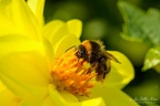 Honey bee on dahlia