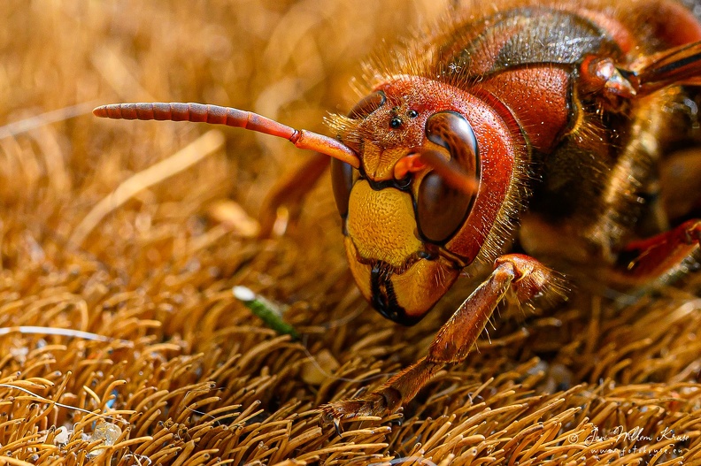 Macro of an European hornet (Vespa crabro)
