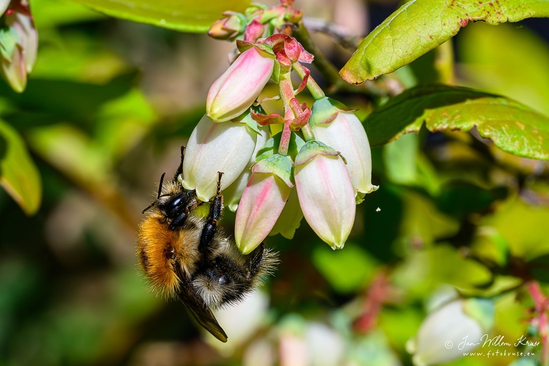 Both pollen and nectar of the blueberry serve as food for the bees and their offspring. As the bees visit the blueberry flowers, the pollen adheres to their bodies and is carried with them as they move from flower to flower. When bees probe for nectar inside a flower with their tongue, they brush against the stigma and unwittingly leave behind some of the pollen they are carrying. Honey bee collecting nectar from white blueberry flower in the sun