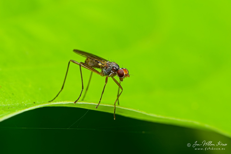 The stilt-legged fly is named after the characteristically long legs. Stilt-legged flies are are harmless. The middle and back pairs of legs are exceptionally long and thin, while the front pair of legs are much shorter. They often walk around with the front pair of legs held forward, resembling antennae and such looking like small wasps.
As larvae, most stilt-legged flies eat decaying materials, such as rotting plant materials, decaying fungi, or manure. Adults are either predatory on small insects or are attracted to excrement or decaying fruit. Stilt-legged fly (In Dutch spillebeenvlieg) on a green leave