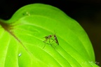 Fighting stilt-legged flies (Neria femoralis), NL: spillebeenvlieg