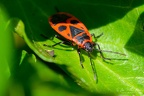 European firebugs (Pyrrhocoris apterus)