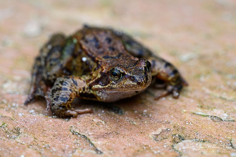 The marsh frog (Pelophylax ridibundus) is a species of water frog native to Europe and parts of western Asia.
It is the largest type of frog in most of its range, with males growing to a size around 10 cm and females slightly larger. There is a large variation in colour and pattern, ranging from dark green to brown or grey, sometimes with some lighter green lines; a lighter line on the back is generally present. The frog will usually be darker colored in early spring to absorb heat more efficiently. Marsh frog (Pelophylax ridibundus) NL:Meerkikker of grote groene kikker