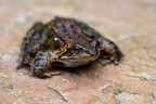 Marsh frog (Pelophylax ridibundus) NL:Meerkikker of grote groene kikker