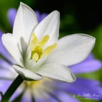 Macro JWK