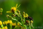 Caterpillar of the cinnabar moth (Tyria jacobaeae) / NL: rups van de sint-jacobsvlinder