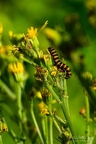 Caterpillar of the cinnabar moth (Tyria jacobaeae) / NL: rups van de sint-jacobsvlinder