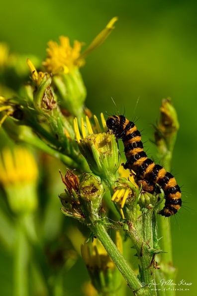 Caterpillar of the cinnabar moth (Tyria jacobaeae) / NL: rups van de sint-jacobsvlinder - GFK-20240623-Z9-7395caterpillar-cinnabar moth-Tyria jacobaeae-sint-jacobsvlinder.jpg Caterpillar of the cinnabar moth
