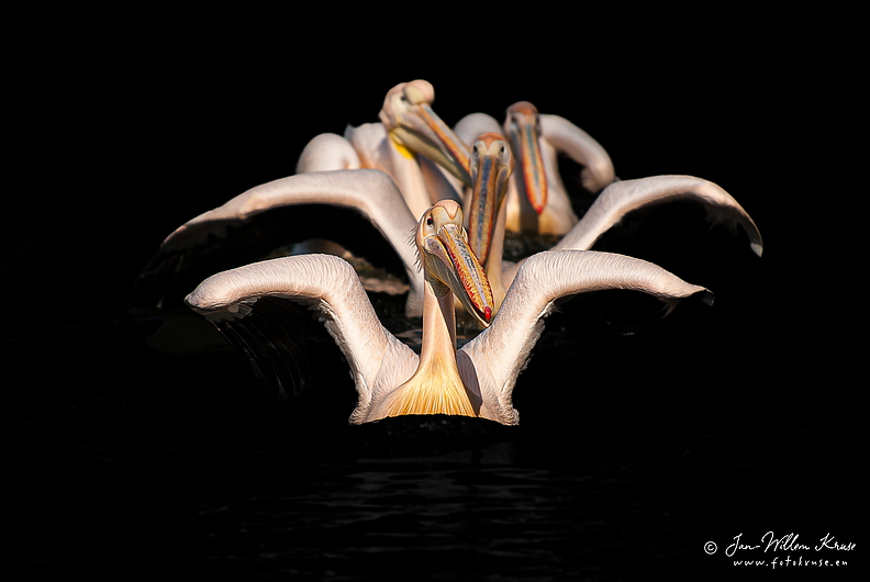 Pelicans swimming in formation with wings up