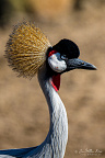 Grey crowned crane (Balearica regulorum)
