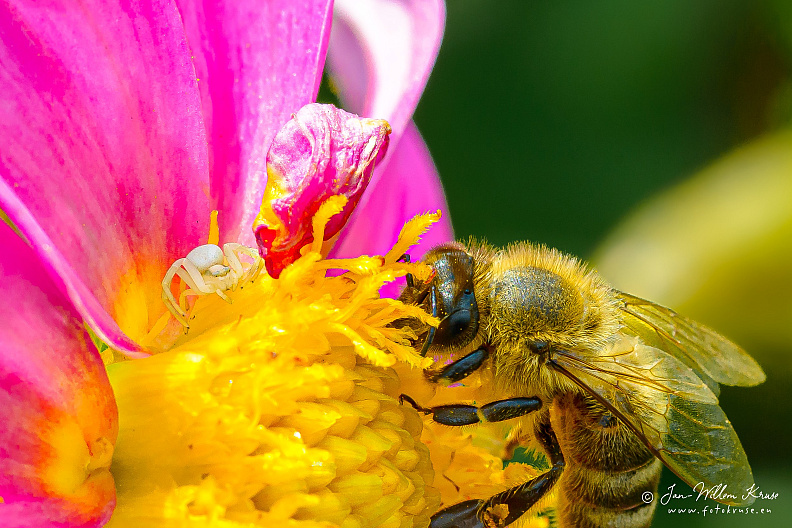 Honey bee and little white spider on yellow-pink dahlia 'Dionne'
