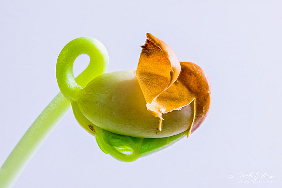 Focus stacked photo of a sprouting brown bean
