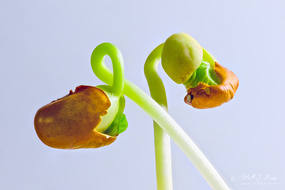 Focus stacked photo of a sprouting brown bean