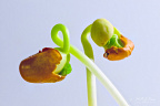 Focus stacked photo of a sprouting brown bean