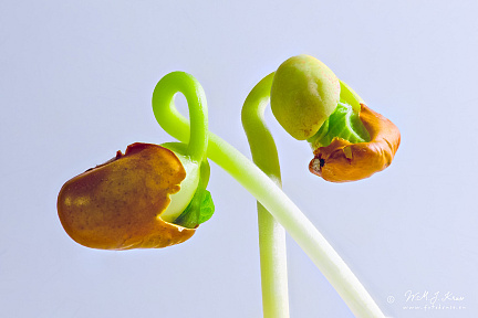 Focus stacked photo of a sprouting brown bean