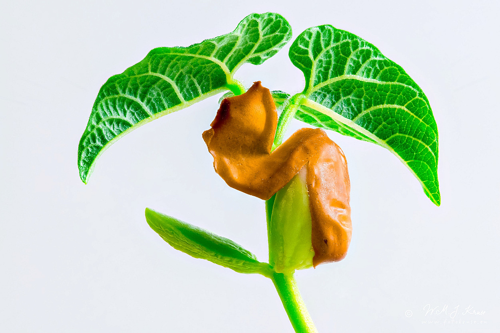 Focus stacked photo of a sprouting brown bean