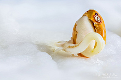 Hairy Shieldbug (Dolycoris baccarum)