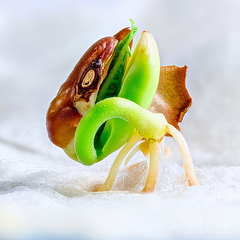Focus stacked photo of a sprouting brown bean
