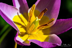 Focus stacked macro image of Tulipa Bakeri 'Lilac Wonder' 