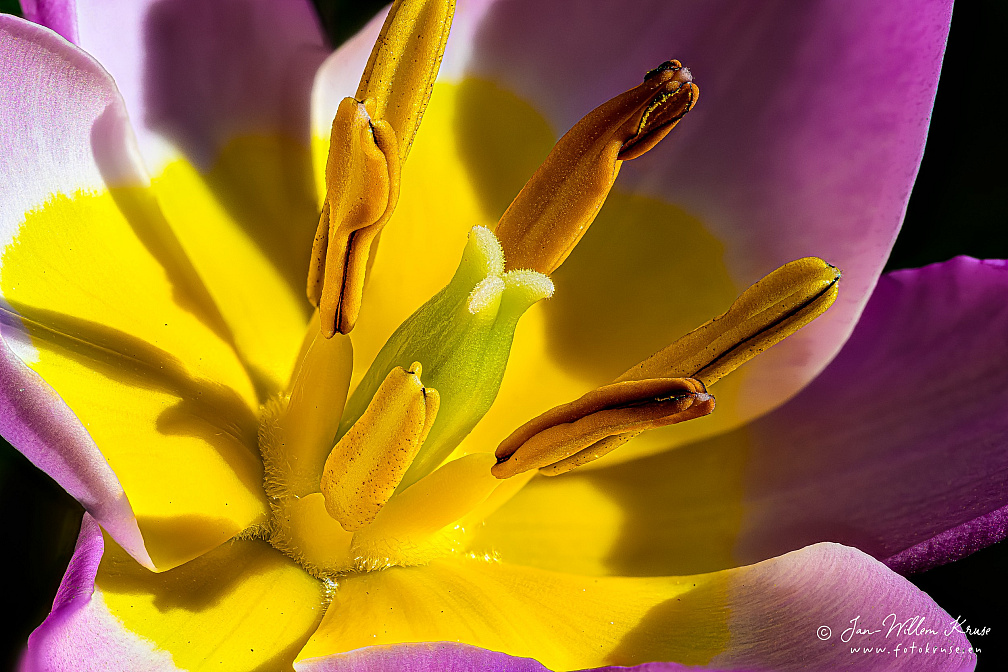 Focus stacked macro image of Tulipa Bakeri 'Lilac Wonder' 
